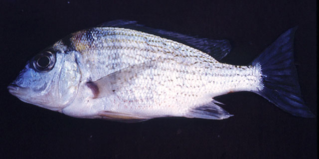 (Tylochromis) Род ТИЛОХРОМЫ 18 видов